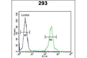 GL8D2 Antibody (N-term) (ABIN650918 and ABIN2839994) flow cytometric analysis of 293 cells (right histogram) compared to a negative control cell (left histogram). (GLT8D2 抗体  (N-Term))