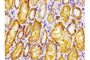 Immunohistochemistry of paraffin-embedded human kidney tissue using ABIN7147497 at dilution of 1:100 (CLN6 抗体  (AA 1-43))