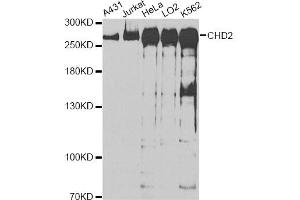Western blot analysis of extracts of various cell lines, using CHD2 antibody (ABIN6290191) at 1:1000 dilution. (CHD2 抗体)