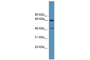 Western Blot showing GRK1 antibody used at a concentration of 1. (GRK1 抗体  (Middle Region))