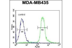 VPS52 Antibody (C-term) (ABIN654879 and ABIN2844533) flow cytometric analysis of MDA-M cells (right histogram) compared to a negative control cell (left histogram). (VPS52 抗体  (C-Term))