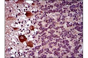 Immunohistochemistry (IHC) image for anti-Dynamin 1-Like (DNM1L) (AA 69-213) antibody (ABIN1724863)