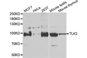 Western blot analysis of extracts of various cell lines, using TLK2 antibody (ABIN5974098) at 1/1000 dilution. (TLK2 抗体)