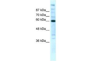 POLR2B antibody (20R-1076) used at 5 ug/ml to detect target protein. (POLR2B 抗体  (N-Term))