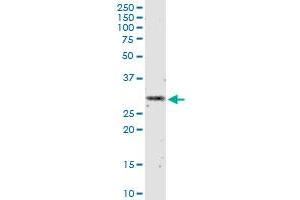 IFNA2 monoclonal antibody (M07), clone 1C8. (IFNA2 抗体  (AA 24-188))