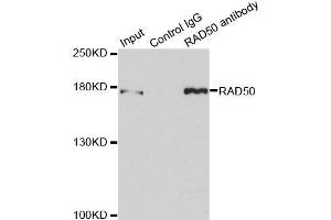 Immunoprecipitation analysis of 150ug extracts of MCF7 cells using 3ug RAD50 antibody. (RAD50 抗体  (AA 1-100))