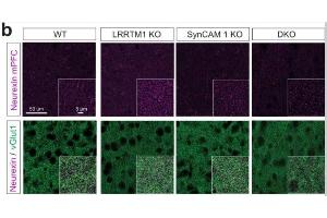 Top row, Neurexin immunostainings from WT, LRRTM1 KO, SynCAM 1 KO and DKO mice in PFC layer II/III in anterior cingulate, prelimbic, and infralimbic areas at P50.