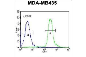 Flow cytometric analysis of MDA-MB435 cells (right histogram) compared to a negative control cell (left histogram). (VPS52 抗体  (C-Term))