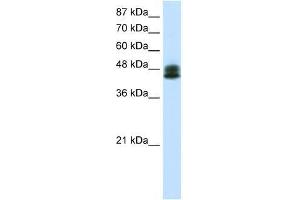 ZNF785 antibody used at 0. (ZNF785 抗体  (C-Term))
