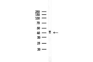 Western blot analysis of lysates from COLO205 cells, using Phospho-hnRPD (Ser83) Antibody at 1/1000 dilution. (HNRNPD/AUF1 抗体  (pSer83))