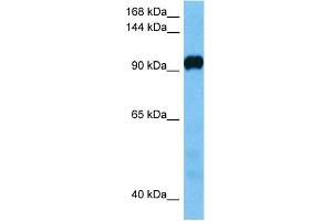 Host:  Mouse  Target Name:  ATP2A3  Sample Tissue:  Mouse Liver  Antibody Dilution:  1ug/ml (ATP2A2 抗体  (C-Term))