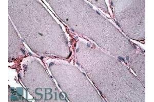 ABIN570948 (3. (SFRP4 抗体  (Internal Region))