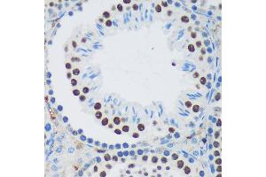 Immunohistochemistry of paraffin-embedded Mouse testis using PSPC1 Rabbit pAb (ABIN6132925, ABIN6146363, ABIN6146364 and ABIN6224928) at dilution of 1:100 (40x lens). (PSPC1 抗体  (AA 1-70))