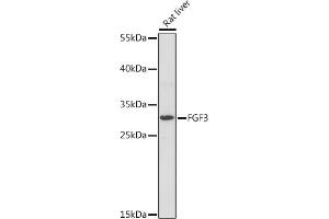 Western blot analysis of extracts of Rat liver, using FGF3 Rabbit pAb (ABIN7267186) at 1:1000 dilution. (FGF3 抗体  (AA 1-100))