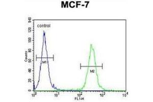 Flow cytometric analysis of MCF-7 cells (right histogram) compared to a negative control cell (left histogram) using NKPD1  Antibody (C-term), followed by FITC-conjugated goat-anti-rabbit secondary antibodies. (NKPD1 抗体  (C-Term))