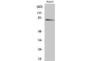 Western Blotting (WB) image for anti-Myristoylated Alanine-Rich Protein Kinase C Substrate (MARCKS) (Ser782) antibody (ABIN3180160) (MARCKS 抗体  (Ser782))