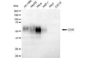Western blotting analysis using CD58 antibody (ABIN7797977). (Recombinant CD58 抗体)