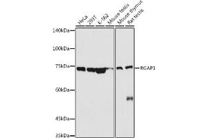 Western blot analysis of extracts of various cell lines, using RG antibody (ABIN6127968, ABIN6146621, ABIN6220915 and ABIN6220916) at 1:500 dilution. (RACGAP1 抗体  (AA 353-632))