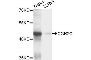 Western blot analysis of extracts of THP-1 and 22Rv1 cells, using FCGR2C antibody. (FCGR2C 抗体)
