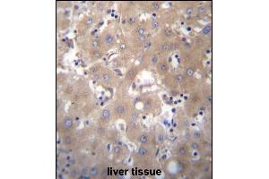 SIX5 Antibody (Center) (ABIN656668 and ABIN2845908) immunohistochemistry analysis in formalin fixed and paraffin embedded human liver tissue followed by peroxidase conjugation of the secondary antibody and DAB staining. (Six5 抗体  (AA 257-286))
