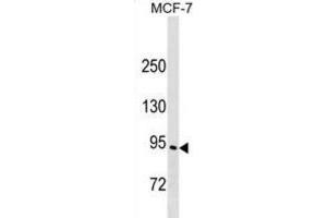 Western Blotting (WB) image for anti-Engulfment and Cell Motility 3 (ELMO3) antibody (ABIN2999682) (ELMO3 抗体)