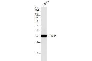 Western Blotting (WB) image for anti-Proliferating Cell Nuclear Antigen (PCNA) antibody (ABIN2854788)