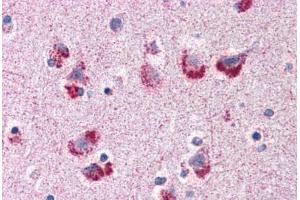 Human Brain, Cortex (formalin-fixed, paraffin-embedded) stained with MAG antibody ABIN307172 at 5 ug/ml followed by biotinylated goat anti-rabbit IgG secondary antibody ABIN481713, alkaline phosphatase-streptavidin and chromogen. (MAG 抗体  (C-Term))