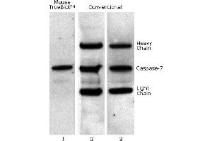 Mouse TrueBlot® IP / Western Blot: Caspase 7 was immunoprecipitated from 0. (小鼠 TrueBlot® Anti-小鼠 Ig Biotin)