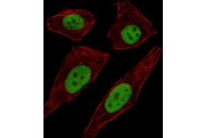 Immunofluorescence (IF) image for anti-Transcription Factor AP-2 delta (Activating Enhancer Binding Protein 2 Delta) (TFAP2D) (AA 308-336), (C-Term) antibody (ABIN1537108)