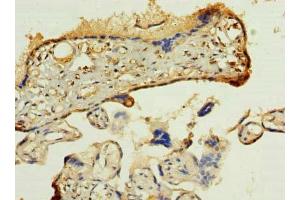Immunohistochemistry of paraffin-embedded human placenta tissue using ABIN7165279 at dilution of 1:100 (PDIA5 抗体  (AA 22-262))