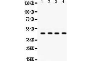 Western Blotting (WB) image for anti-Gap Junction Protein, gamma 2, 47kDa (GJC2) (AA 336-368), (C-Term) antibody (ABIN3042425) (GJC2 抗体  (C-Term))