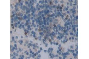 IHC-P analysis of Mouse Tissue, with DAB staining. (GRAP2 抗体  (AA 20-262))