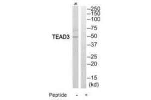 Western blot analysis of extracts from Jurkat cells, using TEAD3 antibody. (TEAD3 抗体)