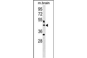 Western blot analysis in mouse brain tissue lysates (35ug/lane). (HAPLN4 抗体  (C-Term))