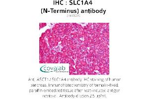 Image no. 2 for anti-Solute Carrier Family 1 (Glutamate/Neutral Amino Acid Transporter), Member 4 (SLC1A4) (N-Term) antibody (ABIN1739341) (SLC1A4 抗体  (N-Term))