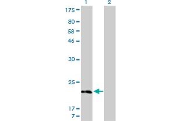 MYL5 anticorps  (AA 1-132)