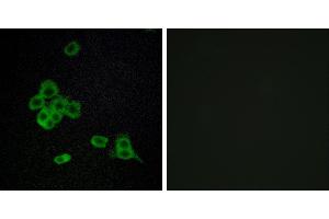 Peptide - +Immunofluorescence analysis of MCF-7 cells, using CDH26 antibody. (CDH26 抗体)