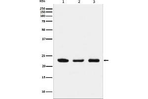 Western blot analysis of p23 expression in (1) HeLa cell lysate, (2) NIH/3T3 cell lysate, (3) PC12 cell lysate.