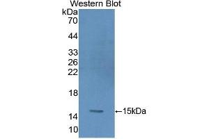 Western Blotting (WB) image for anti-Glycophorin A (GYPA) (AA 20-91) antibody (ABIN1859103) (CD235a/GYPA 抗体  (AA 20-91))