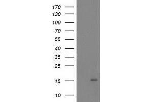 Western Blotting (WB) image for anti-NADH Dehydrogenase (Ubiquinone) 1 alpha Subcomplex, 7, 14.5kDa (NDUFA7) antibody (ABIN1499662) (NDUFA7 抗体)
