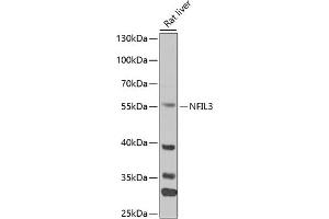 Western blot analysis of extracts of mouse liver, using NFIL3 antibody (ABIN6128336, ABIN6144564, ABIN6144566 and ABIN6218240) at 1:1000 dilution. (NFIL3 抗体  (AA 133-462))