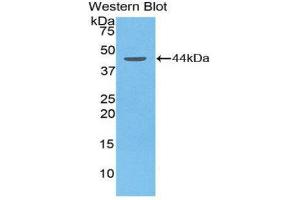 Western Blotting (WB) image for anti-Apolipoprotein C-II (APOC2) (AA 13-97) antibody (ABIN1175337) (Apolipoprotein C-II 抗体  (AA 13-97))