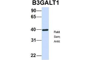 Host:  Rabbit  Target Name:  B3GALT1  Sample Type:  Human Fetal Brain  Antibody Dilution:  1. (B3GALT1 抗体  (N-Term))