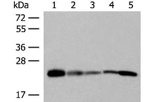 Western blot analysis of 293T 231 HUVEC Hela and A549 cell lysates using MT-CO2 Polyclonal Antibody at dilution of 1:400 (COX2 抗体)