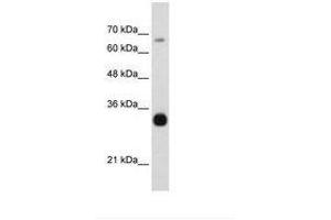 Image no. 3 for anti-THO Complex 3 (THOC3) (AA 151-200) antibody (ABIN203067) (THO Complex 3 抗体  (AA 151-200))