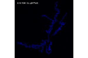 Immunofluorescence (IF) image for anti-tdTomato Fluorescent Protein (tdTomato) antibody (DyLight 633) (ABIN7273114) (tdTomato 抗体  (DyLight 633))