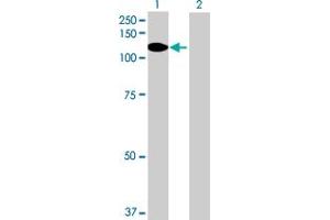 Western Blot analysis of PDZRN4 expression in transfected 293T cell line by PDZRN4 MaxPab polyclonal antibody. (PDZRN4 抗体  (AA 1-778))