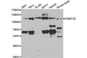 DNMT3A 抗体  (AA 500-700)