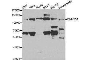 Western blot analysis of extracts of various cell lines, using DNMT3A antibody. (DNMT3A 抗体  (AA 500-700))