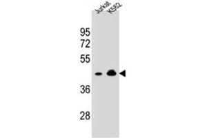 Western blot analysis of OR10A4 Antibody (C-term) Cat. (OR10A4 抗体  (C-Term))